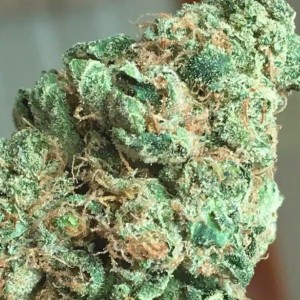 OG Kush. Photo 3 OG Kush. Photo 3